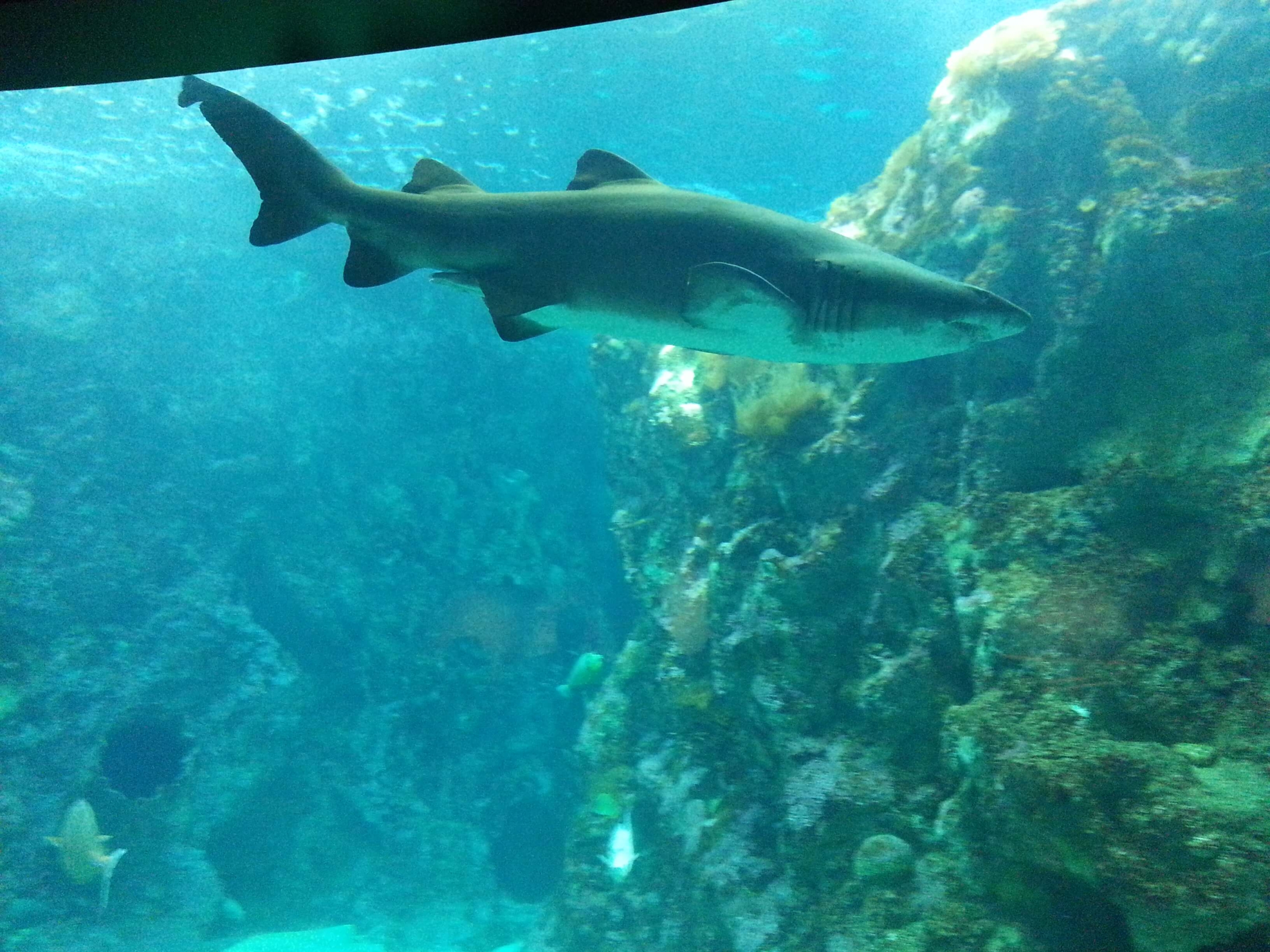 bat 2 Brest - Oceanopolis