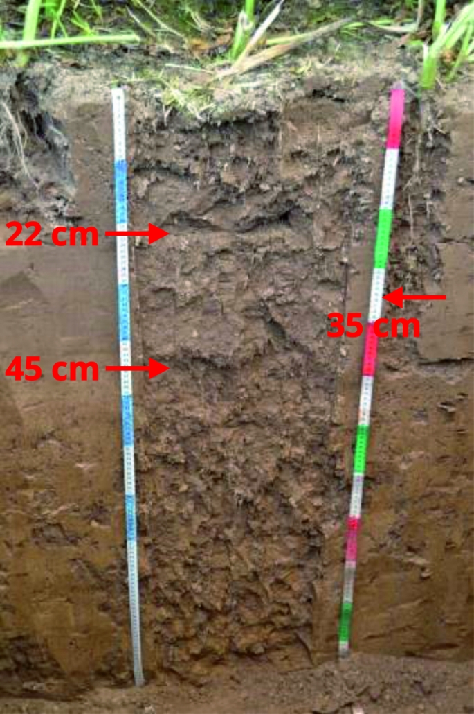 Neosol után