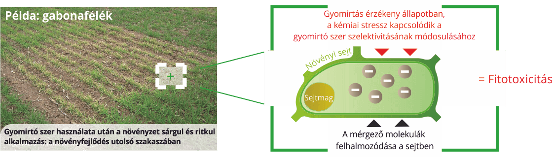gyomirto-okozta-karok_-gabonafelek Gyomirtó okozta károk -gabonafélék